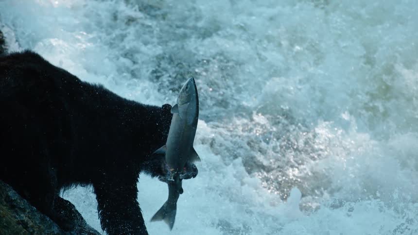 A bear catches a large salmon as it fishes river rapids