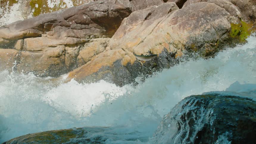 A fish jumps in a gushing river