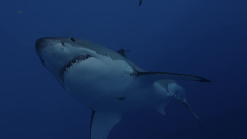 Shark swims in dark water