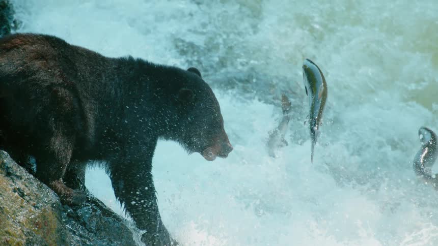 A bear watches fish jumping in a gushing river
