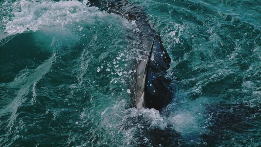 A shark bites at bait on a line before splashing back into the ocean