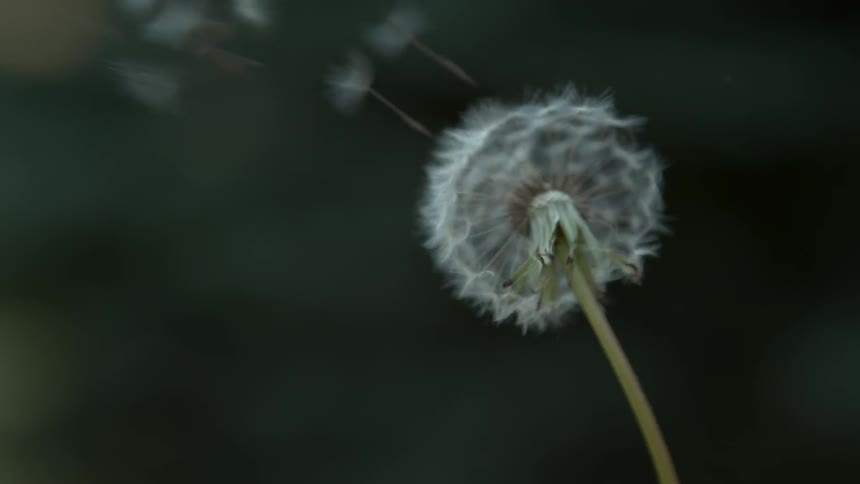 Wind blows dandelion seeds into the air