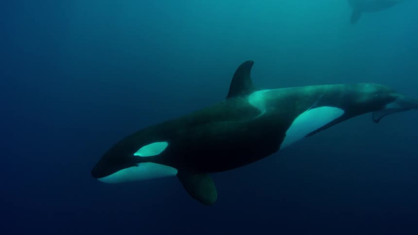 Killer whales swim in the ocean during the day