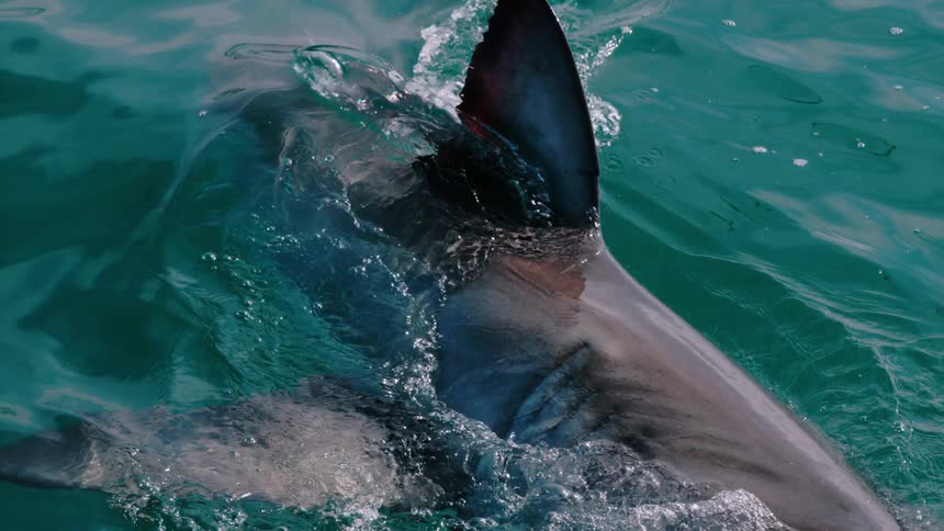 A shark tries to bite bait that is being pulled away