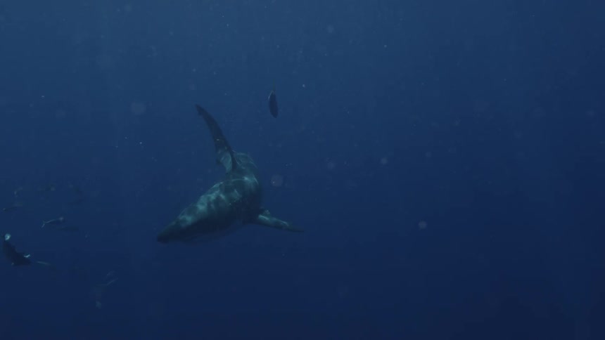 Shark swimming in water among fish