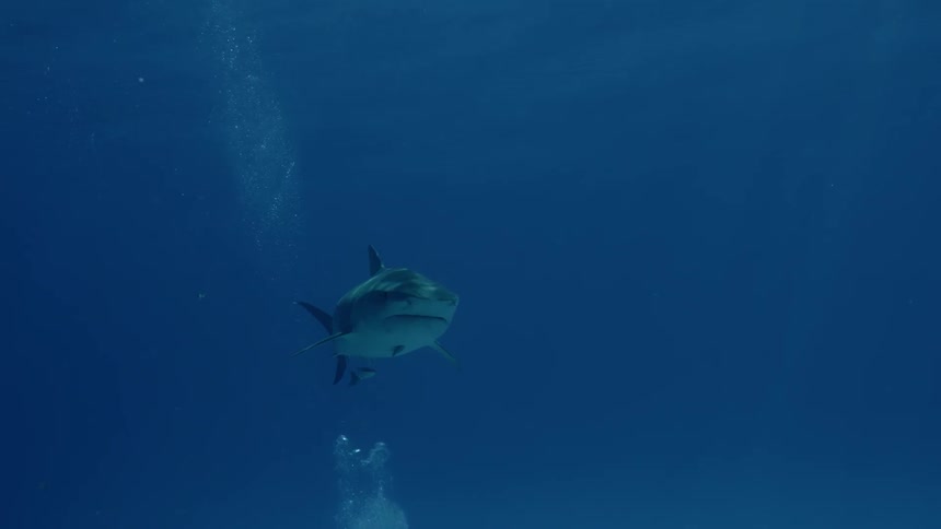 A shark is swimming in the ocean during the day