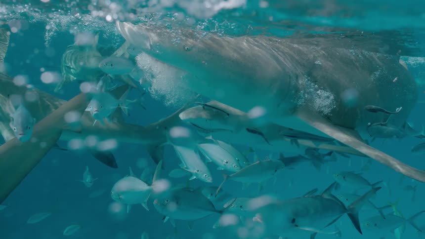 A shark lunges above the ocean surface during the day