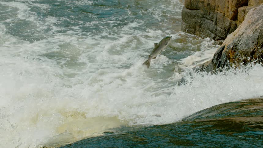 A salmon leaps as it tries to migrate up rapids in a river during the day