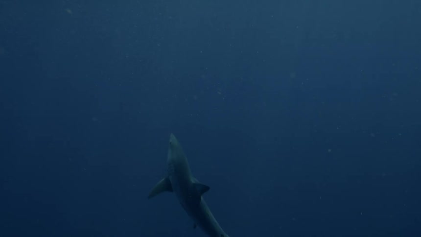 Sunlight streams through ocean water as a shark swims by