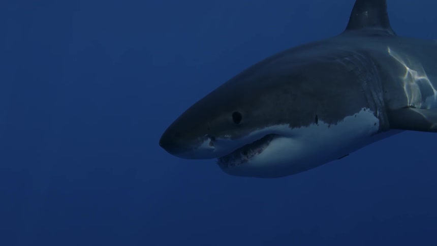 Shark swims after bait in the ocean