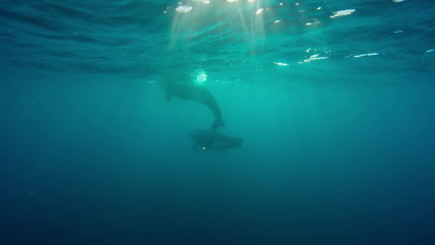 Killer whales swim near the ocean surface