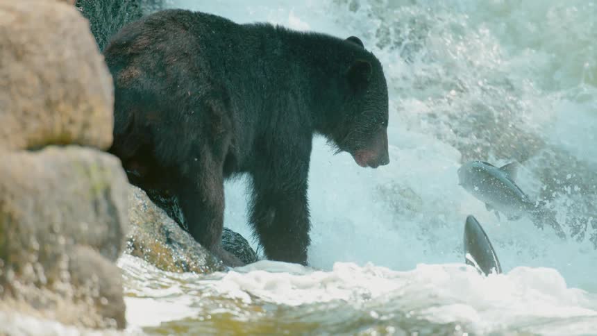 A bear bites at jumping fish in a gushing river