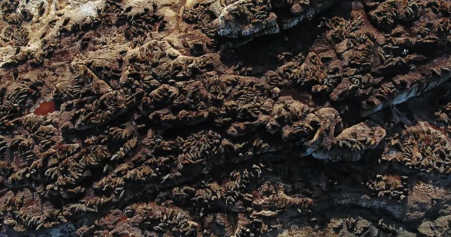 A colony of seals crowd the surface of a rock island