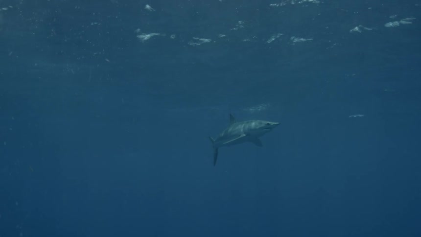 A shark swims in the ocean