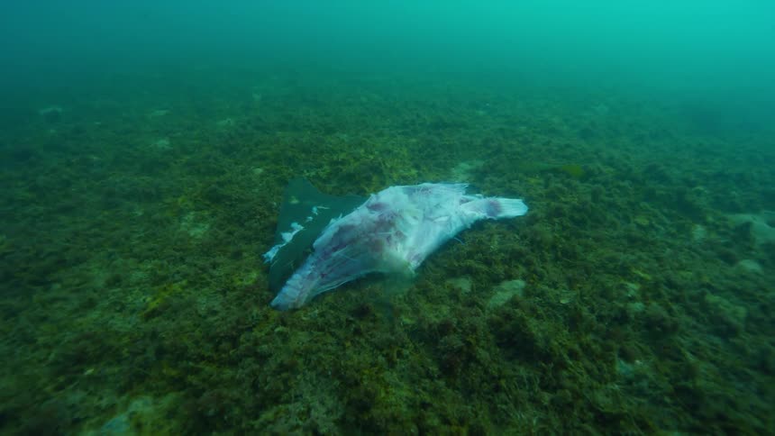 Decapitated sharks fin floats down to the ocean floor