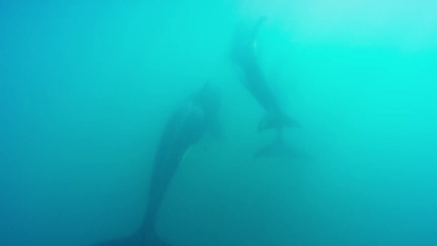 Killer whales swim in the ocean
