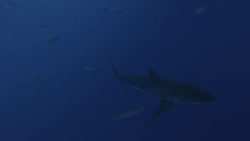 Fish swim near a shark in the ocean