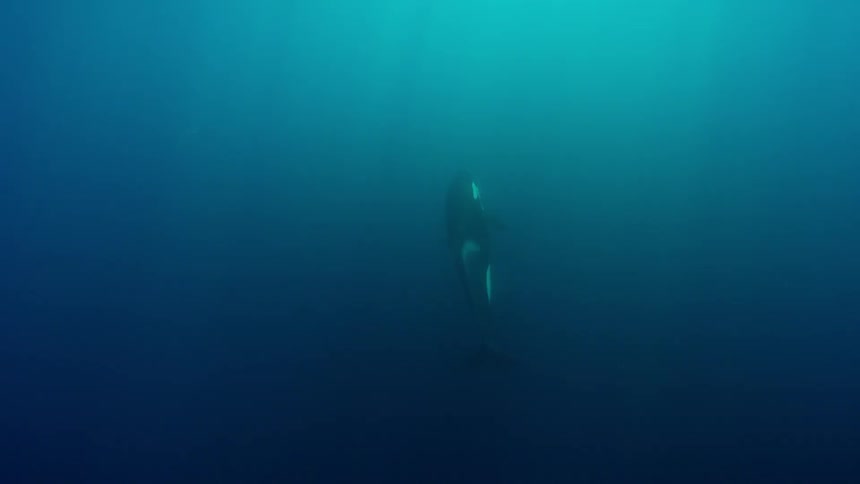 A killer whale swims in the ocean