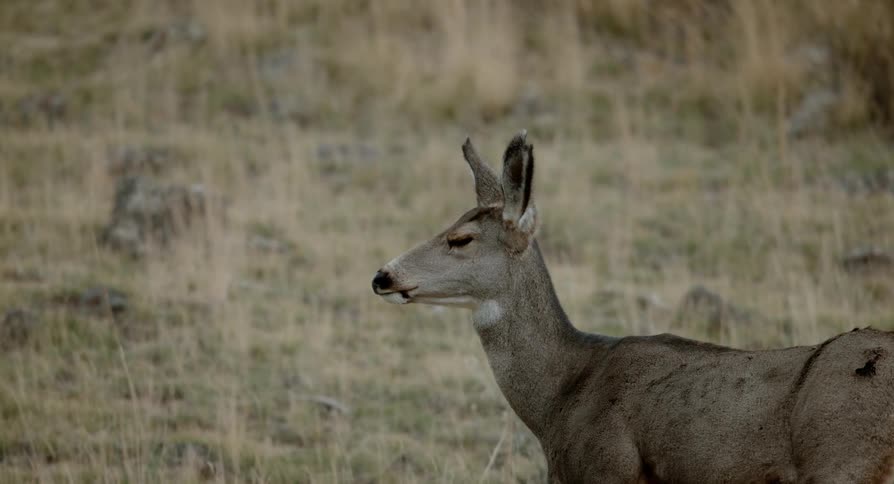 A deer stands in an open field