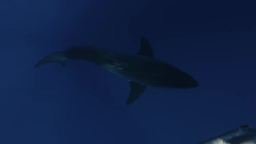 A shark swims in the ocean