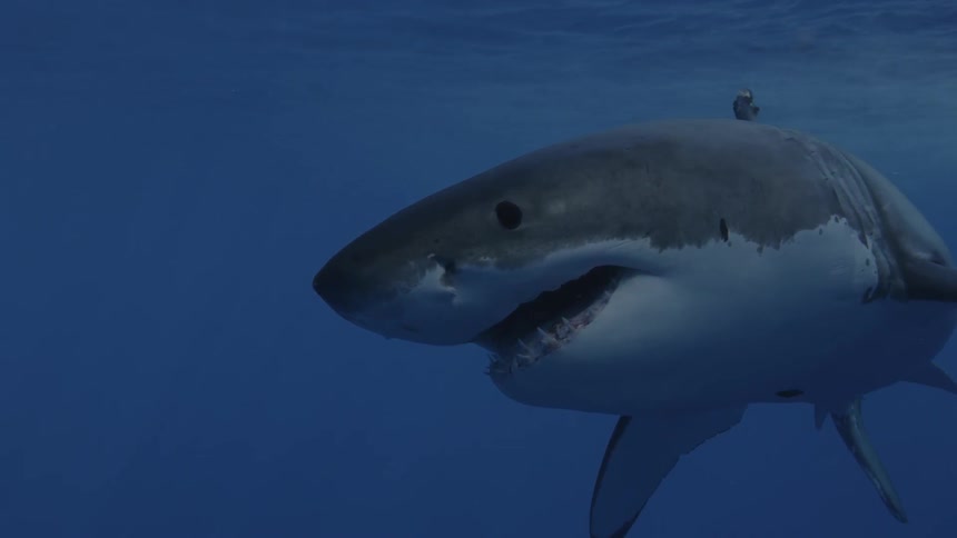 A shark is reaching for but fails to catch some bait