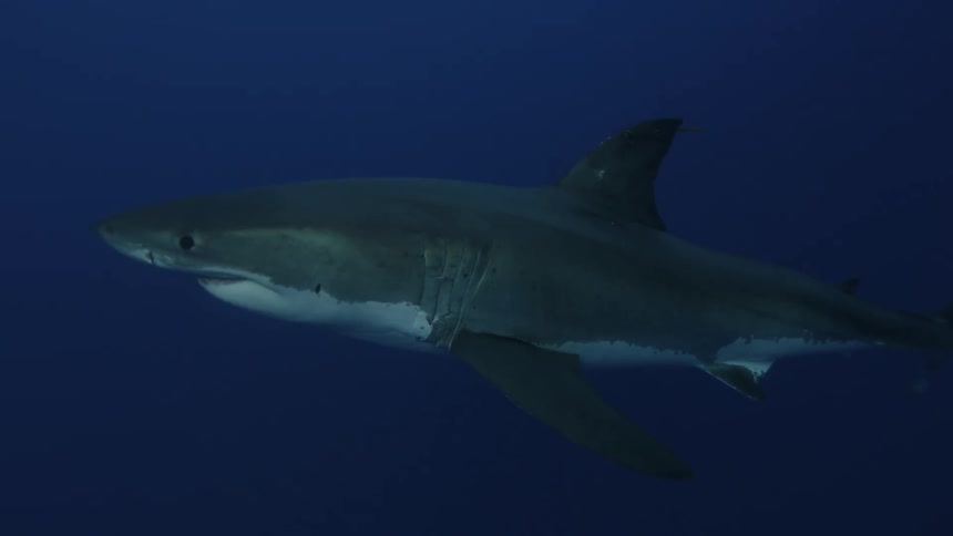 A shark  lunges for some bait and a school of fish dives in for leftovers