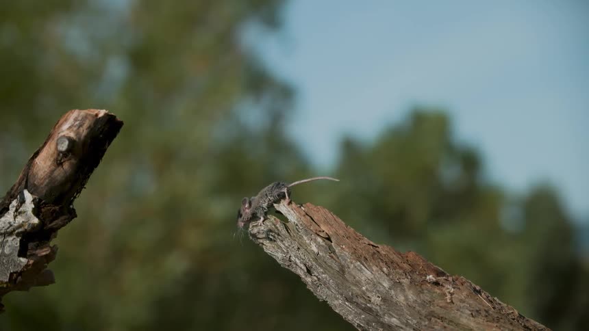 A mouse jumps from one log to another
