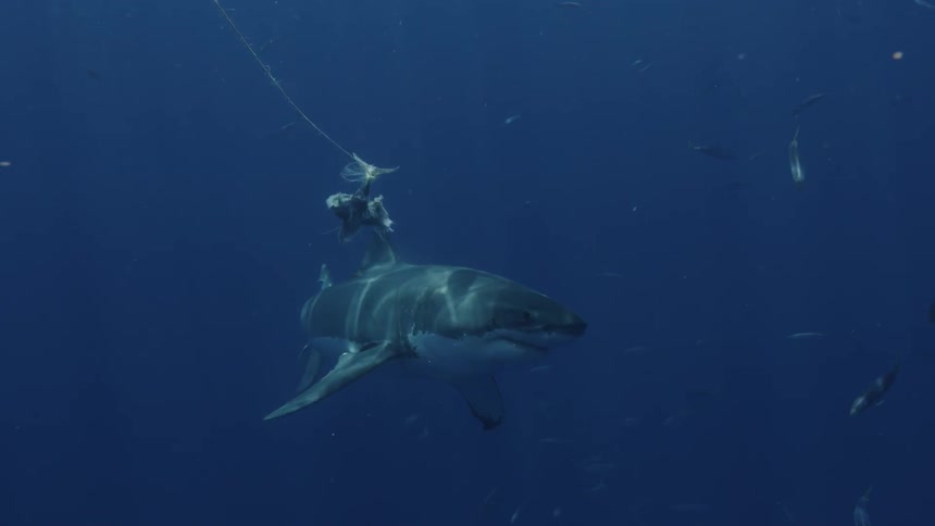 Shark swims in water past a line of bait