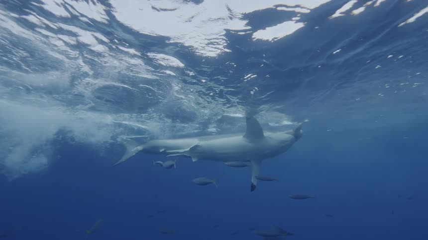 Shark attacks bait floating in water