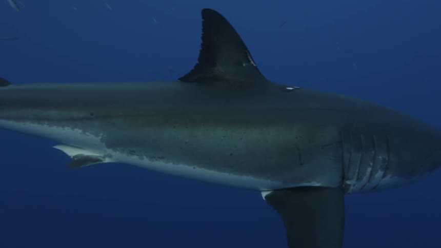 Shark swims in dark water surrounded by small fish