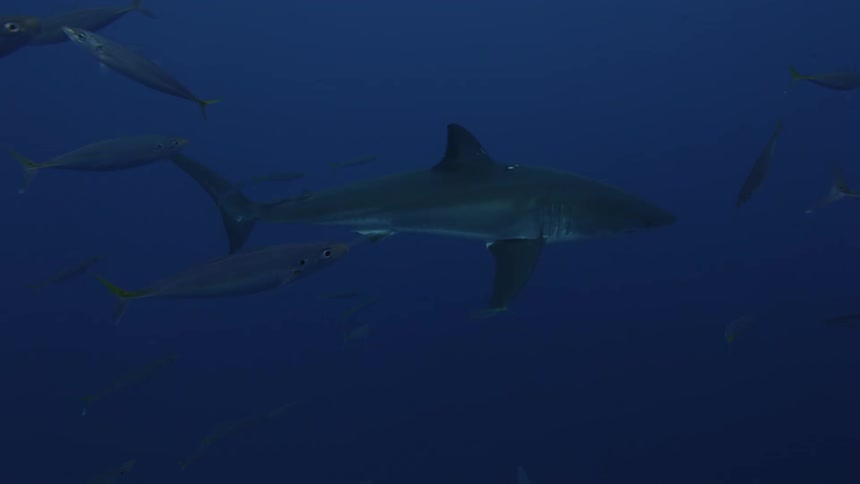 Shark swims in the dark ocean with fish swimming around