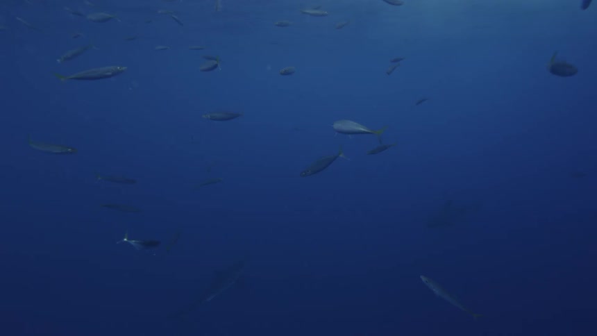 Fish swim in the ocean