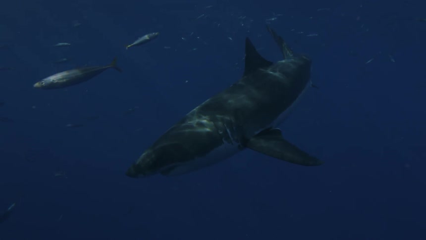 Shark swimming in water among fish