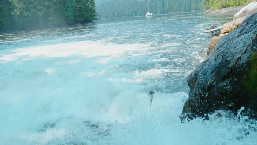 A salmon is leaping up rapids in a wide river