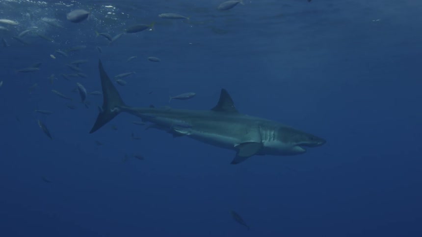 A shark is swimming up toward the bait on the ocean's surface