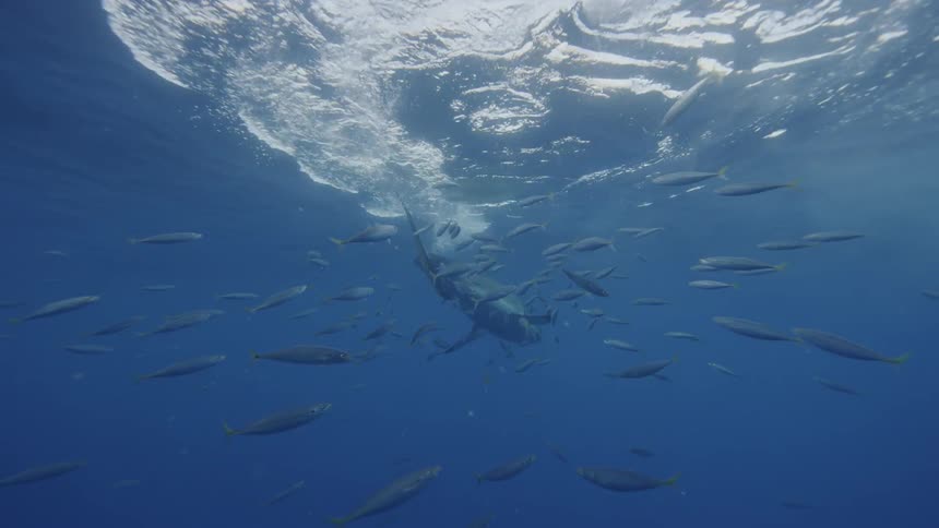 A shark and fish swim near the ocean surface