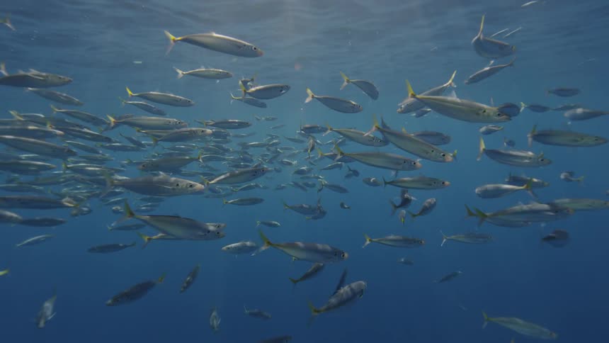 A school of fish in bright water