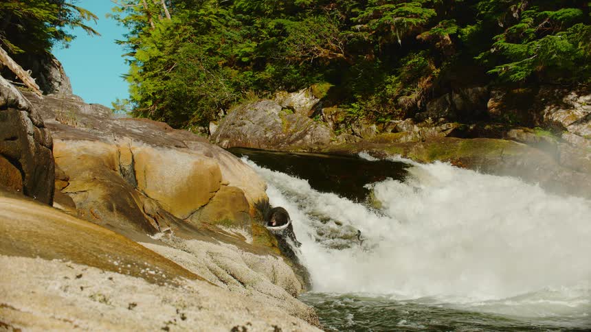 A bear perches on the edge of rocks as it fishes for salmon at some river rapids
