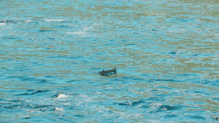 A fish swims in a lake