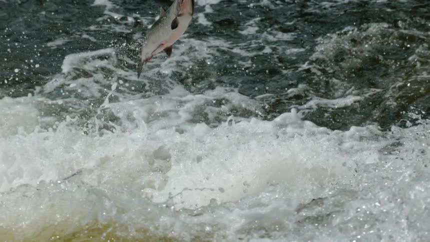 Fish jump in a gushing river
