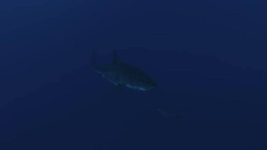A shark and fish swim in the ocean