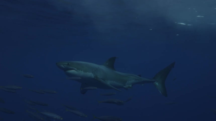 Fish swim by a great white shark in the ocean
