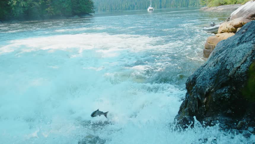 A fish jumps upstream in a gushing river