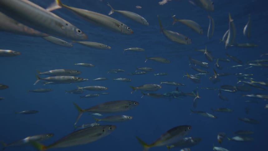 Fish swim near a shark in the ocean
