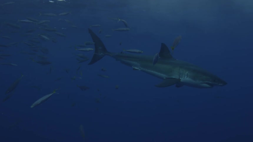 A shark swims with fish near the ocean surface