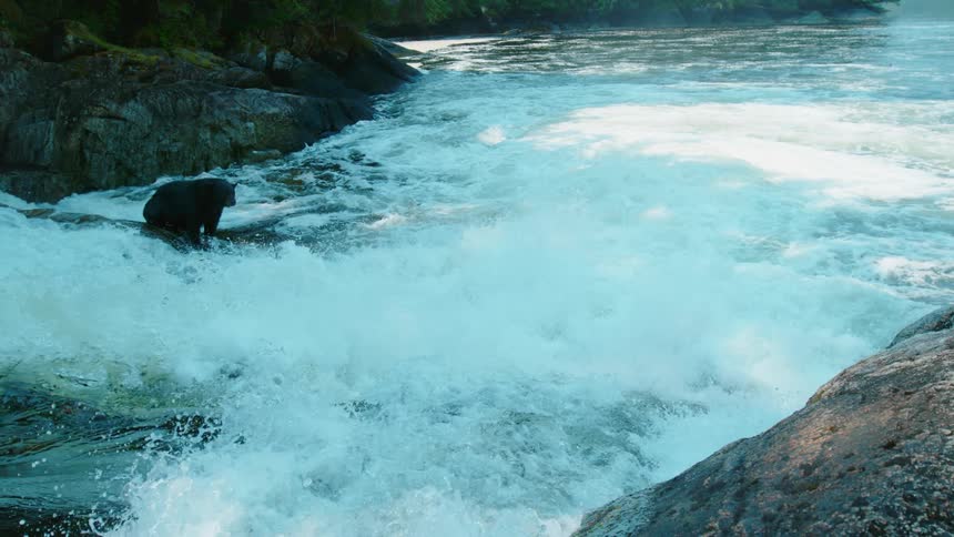 Bear sits in the middle of a quickly flowing river