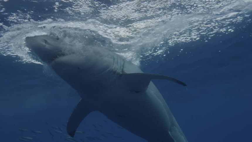 A shark trying to eat from a school of fish
