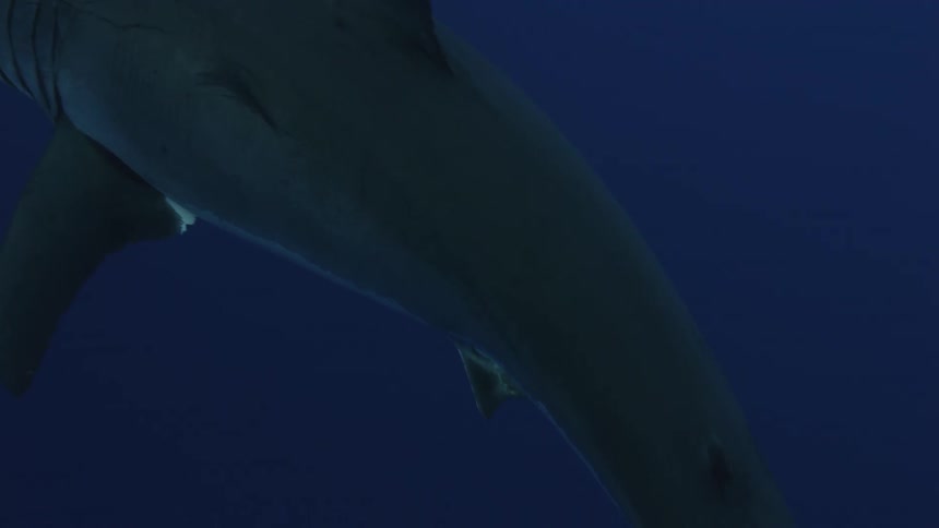 Fish follow a shark swimming in the ocean