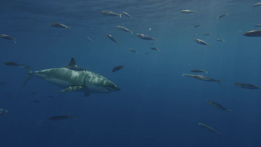 Sharks and fish swim in the ocean