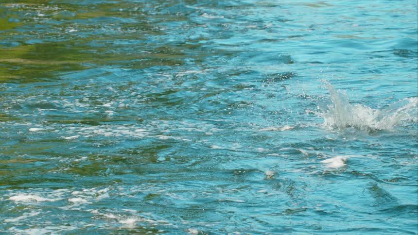 A wiggling fish jumps up out of the water